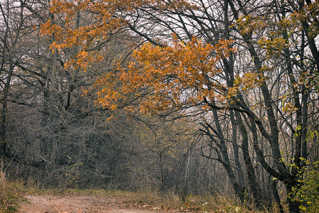 bare autumn forest with yellow trees over the roadの写真素材