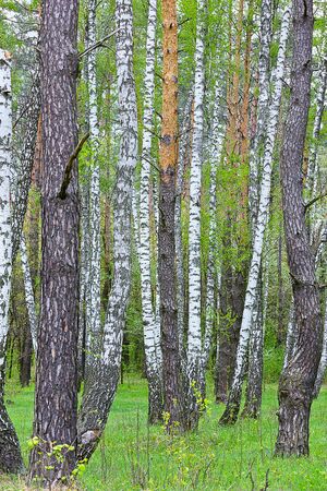 Landscape spring birch grove. Spring forest with young grass.の写真素材