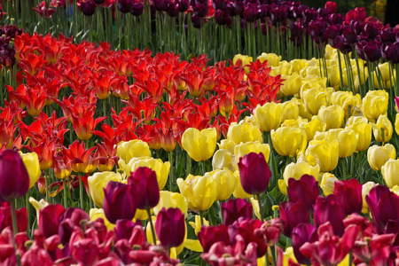 flowerbed with red, yellow and purple tulips in the parkの写真素材