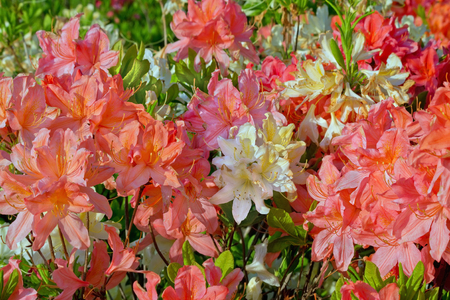 blooming garden with yellow and orange flowers of rhododendron closeupの写真素材