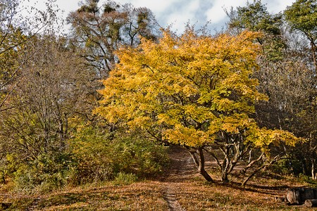 Autumn landscape. spreading tree with yellow autumn leaves in the deciduous forest on a sunny dayの写真素材