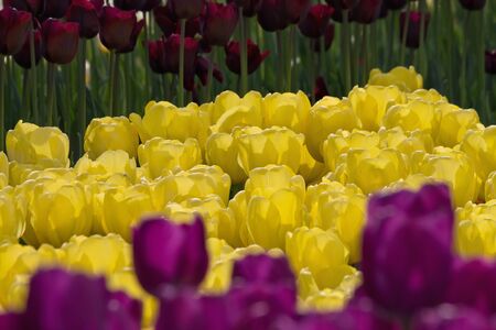 flowerbed with purple and yellow tulips in the parkの写真素材