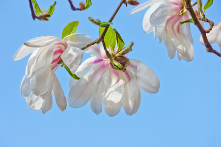 White magnolia flowers close up against the blue skyの写真素材