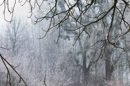 Forest misty landscape with white frosted treesの写真素材