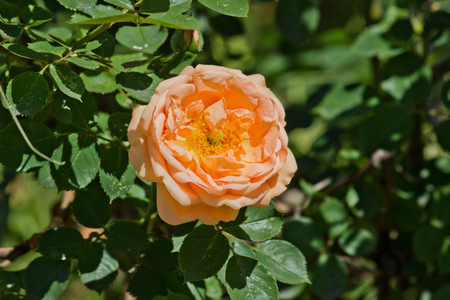 Orange rose on a bush closeupの写真素材