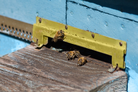bees coming out of the hive closeupの写真素材