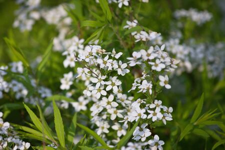 Flowering branch of white spiraea.  White spring flowers closeupの写真素材