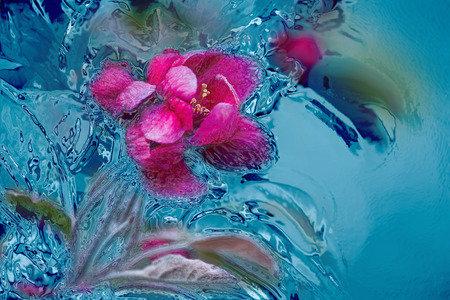 abstract floral background pink flowers on a blue icy background closeupの写真素材