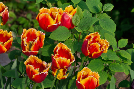 red-orange tulips closeup in the garden among the leavesの写真素材