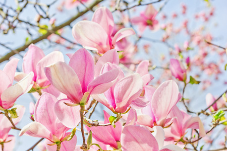 Bright pink magnolias in the spring gardenの写真素材