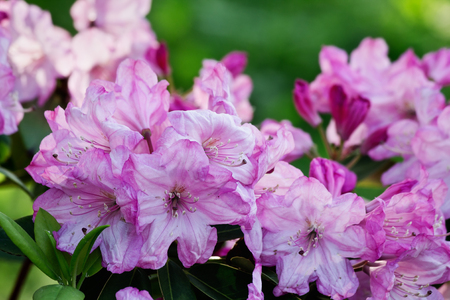 purple rhododendron flowers in the spring garden closeupの写真素材
