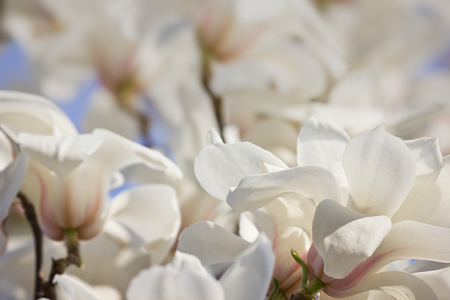 Spring background with white magnolia flowers close upの写真素材
