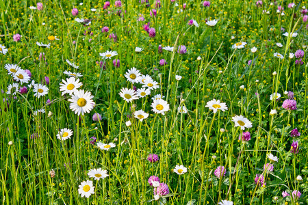 Green meadow with chamomile and cloverの写真素材