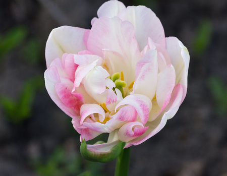 Head of a white-pink tulip on a flowerbed closeupの写真素材