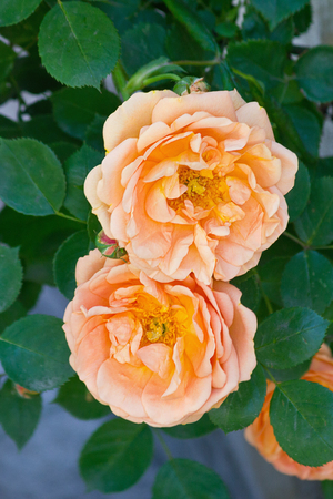 Two orange roses on a bush closeupの写真素材