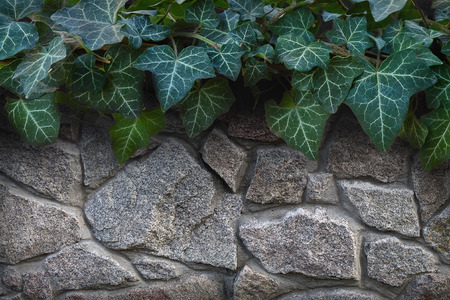background stone wall with branches of green ivy close-upの写真素材