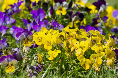 Flower bed with blue and yellow pansies closeupの写真素材