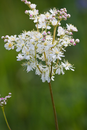 White meadow flower closeup on grass backgroundの写真素材