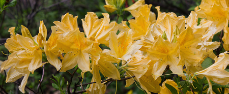 A branch of yellow rhododendron in the garden closeupの写真素材
