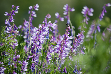 Flowering meadow with purple flowers vetchの写真素材