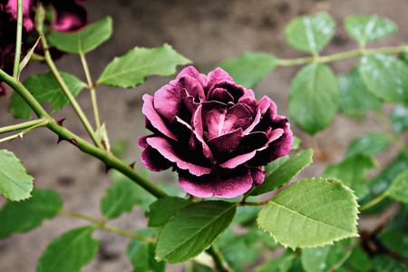 One purple rose closeup on a bush branchの写真素材