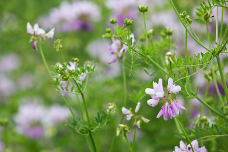 summer blooming meadow with pink coronilla flowers closeupの写真素材