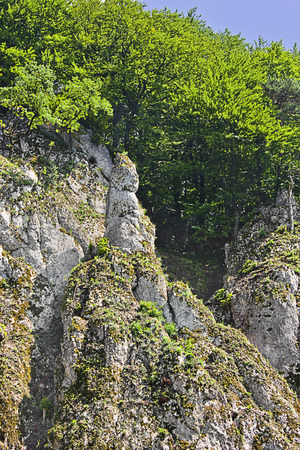summer landscape with steep rock and forestの写真素材