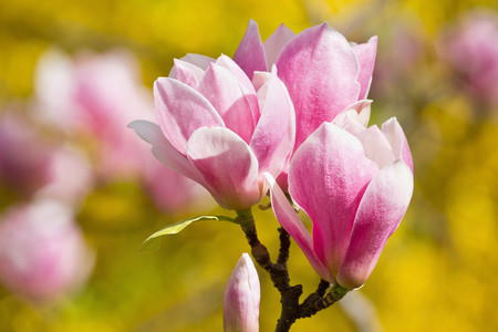 Pink magnolia flowers closeup on a yellow backgroundの写真素材