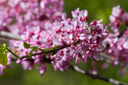 branch with pink flowers Cercis closeup. spring flowers of the Judas treeの写真素材