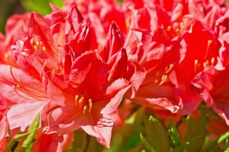 Bush red rhododendron in the garden closeupの写真素材
