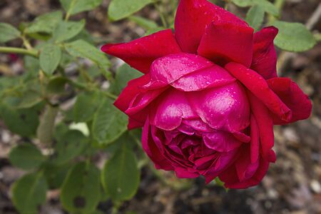 red rose with dew drops close-up growing on a bush in the gardenの写真素材