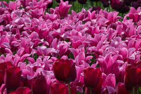 flowerbed with pink and purple tulips in the parkの写真素材
