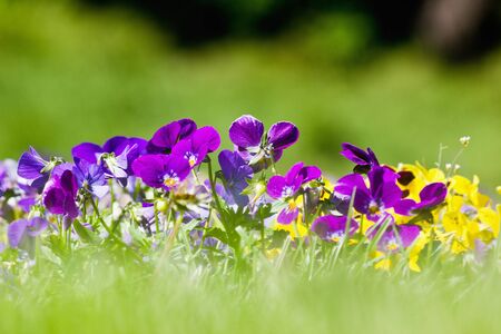 Flower bed with blue and yellow pansies closeupの写真素材