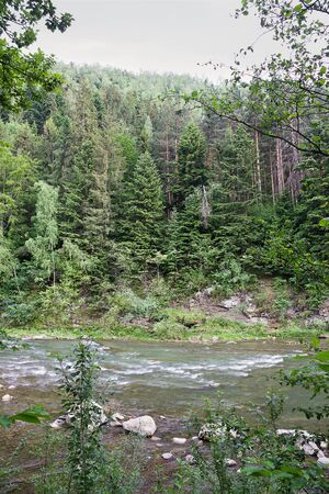 Mountain river Prut in the Ukrainian Carpathiansの写真素材
