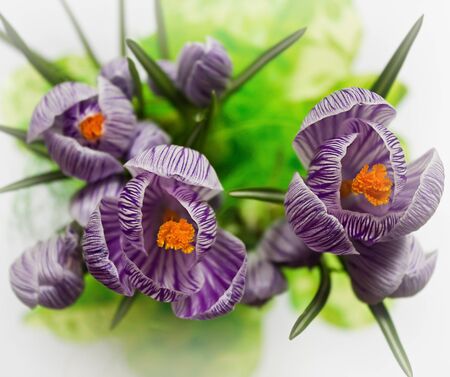 spring bouquet of lilac crocuses close-up on a white backgroundの写真素材