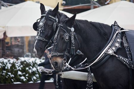 pair of drawn black horses close upの写真素材