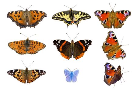 nine isolated butterflies closeup on white backgroundの写真素材
