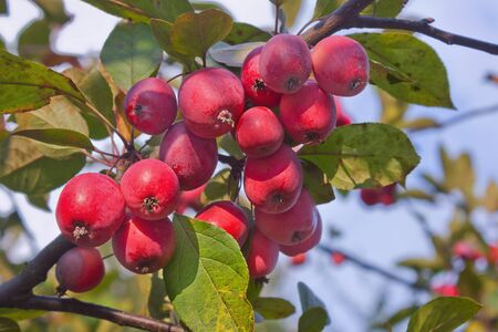 A branch with red ripe apples against the blue sky close upの写真素材