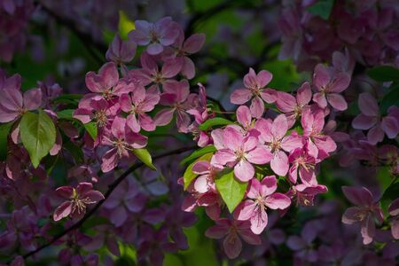 Branch of a pink blossoming apple tree in the sunの写真素材