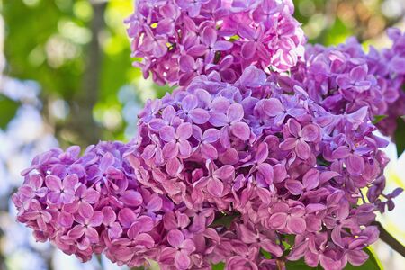 bush with purple lilac closeupの写真素材