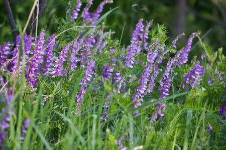 Flowering meadow with purple flowers vetchの写真素材
