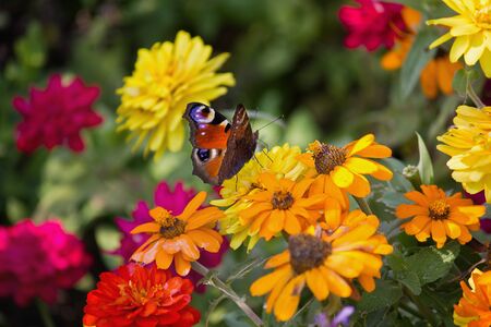 peacock butterfly close up on a yellow flower on a flowerbedの写真素材