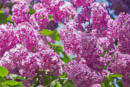 bush with purple lilac closeupの写真素材