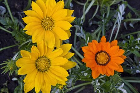 yellow and orange gerbera close-up on a flowerbed in the gardenの写真素材