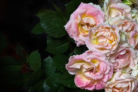 dark green background with a bouquet of white roses closeupの写真素材