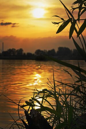 orange sunset on the lake. Summer landscape. View from the thickets of grassの写真素材