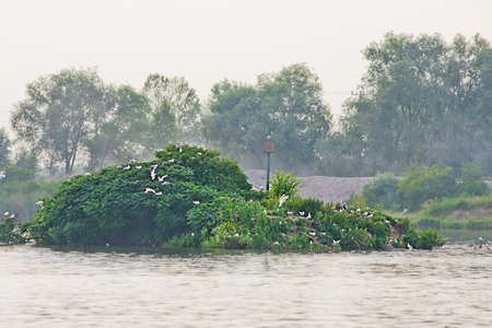 small island in the lake with nesting gullsの写真素材