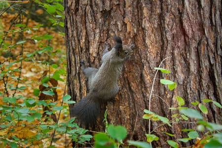 brown squirrel close-up sitting on a tree in the autumn forestの写真素材