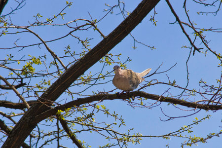 pigeon sitting on a tree branch close-up against the skyの写真素材