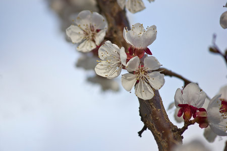 spring background apricot flowers on a branch close-upの写真素材